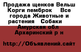 Продажа щенков Вельш Корги пемброк  - Все города Животные и растения » Собаки   . Амурская обл.,Архаринский р-н